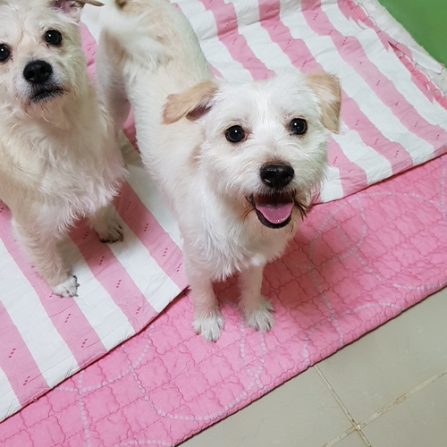 파랑