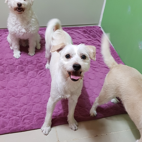 파랑