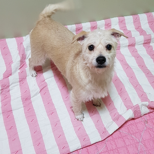 풍순