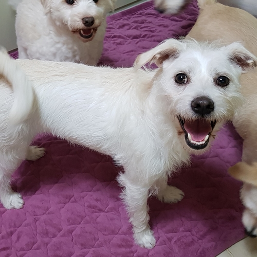 행운