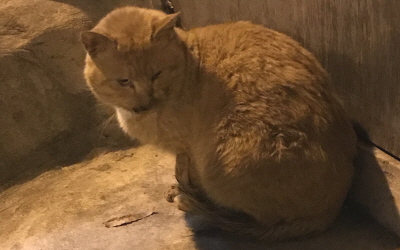 금둥 이미지