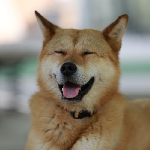 트루