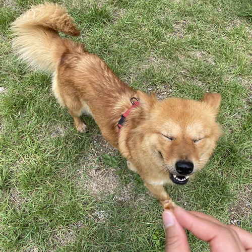 후추