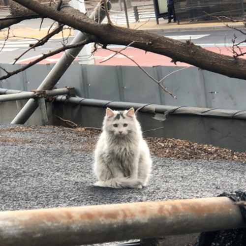 데이지