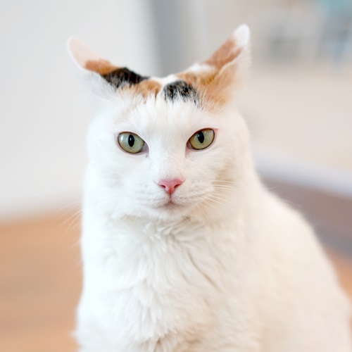 분홍