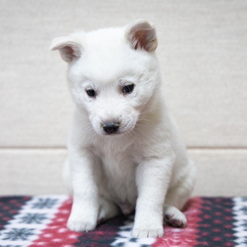 목성