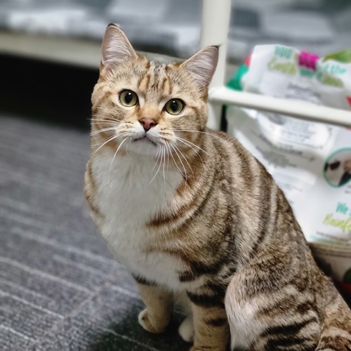 뿌요