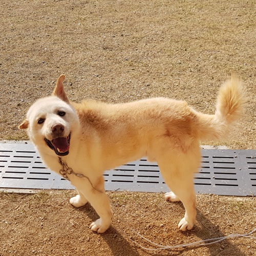붕붕