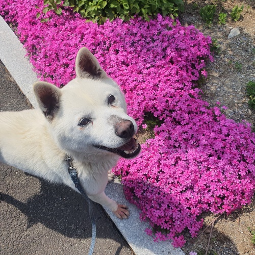 앤디