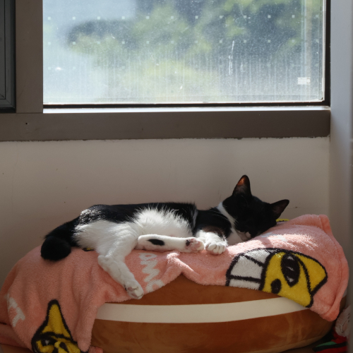 호기