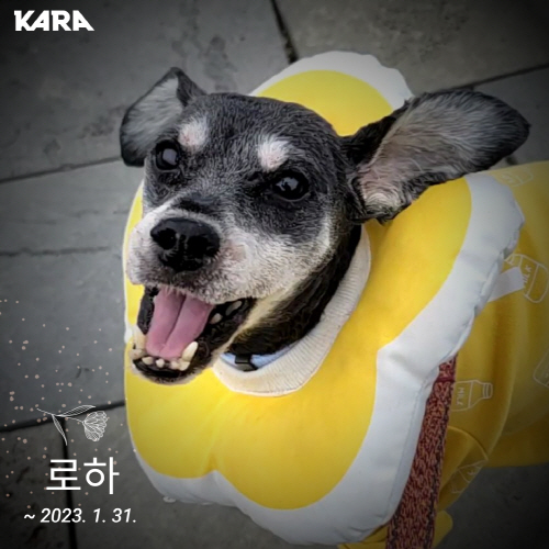 로하 / 달항