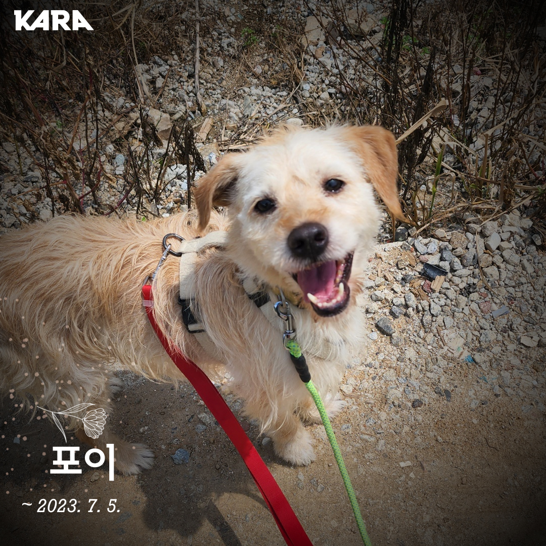 포이