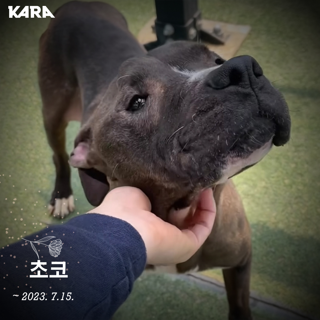 초코