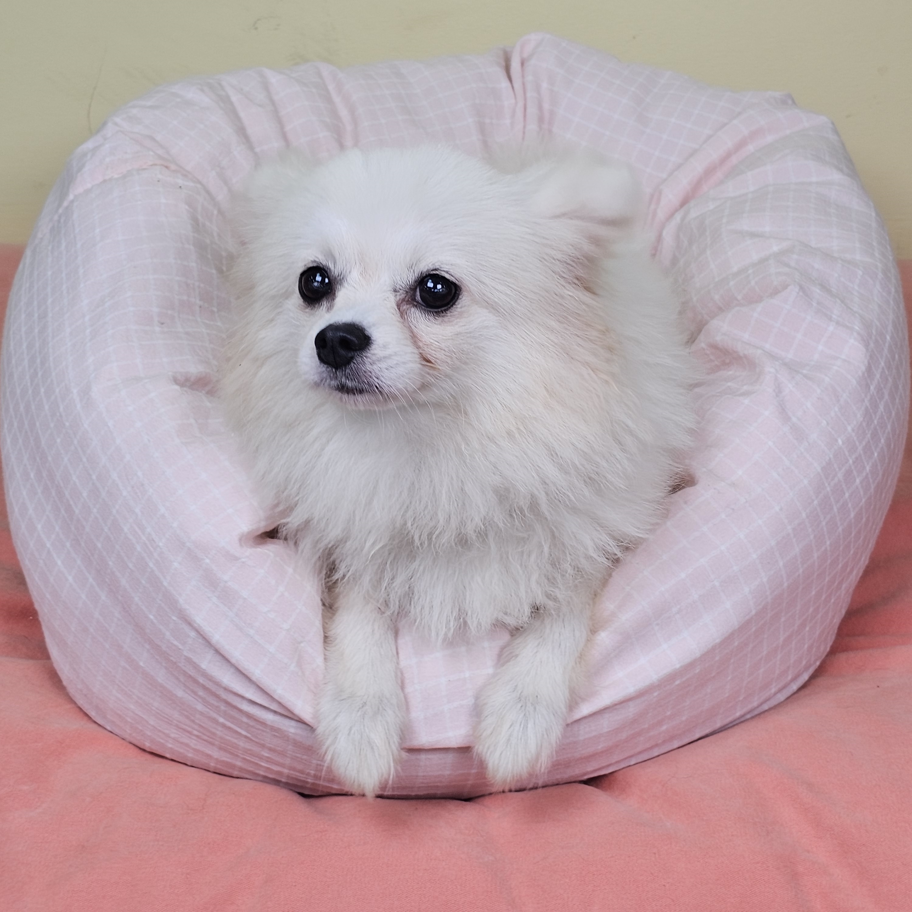 샤론