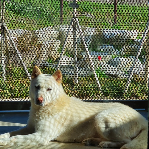 머스크