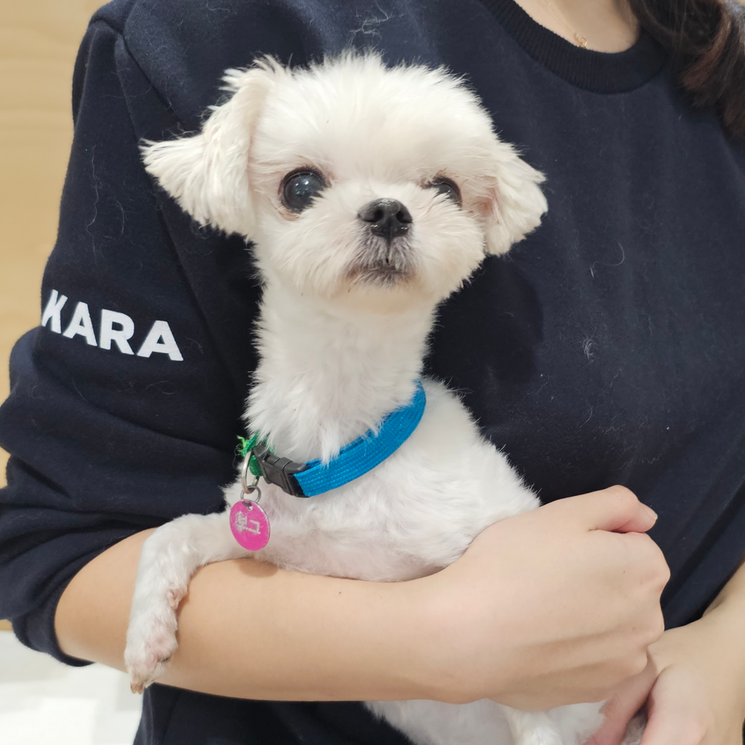 보그