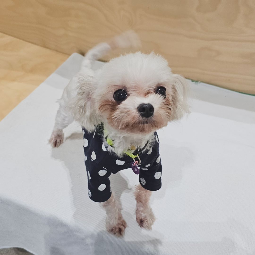 비주