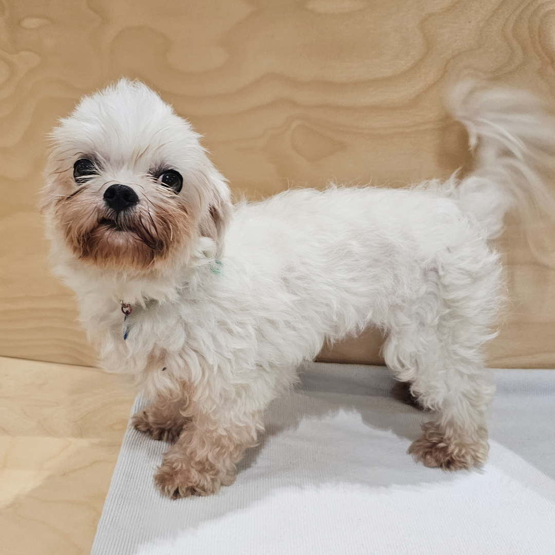 헬로