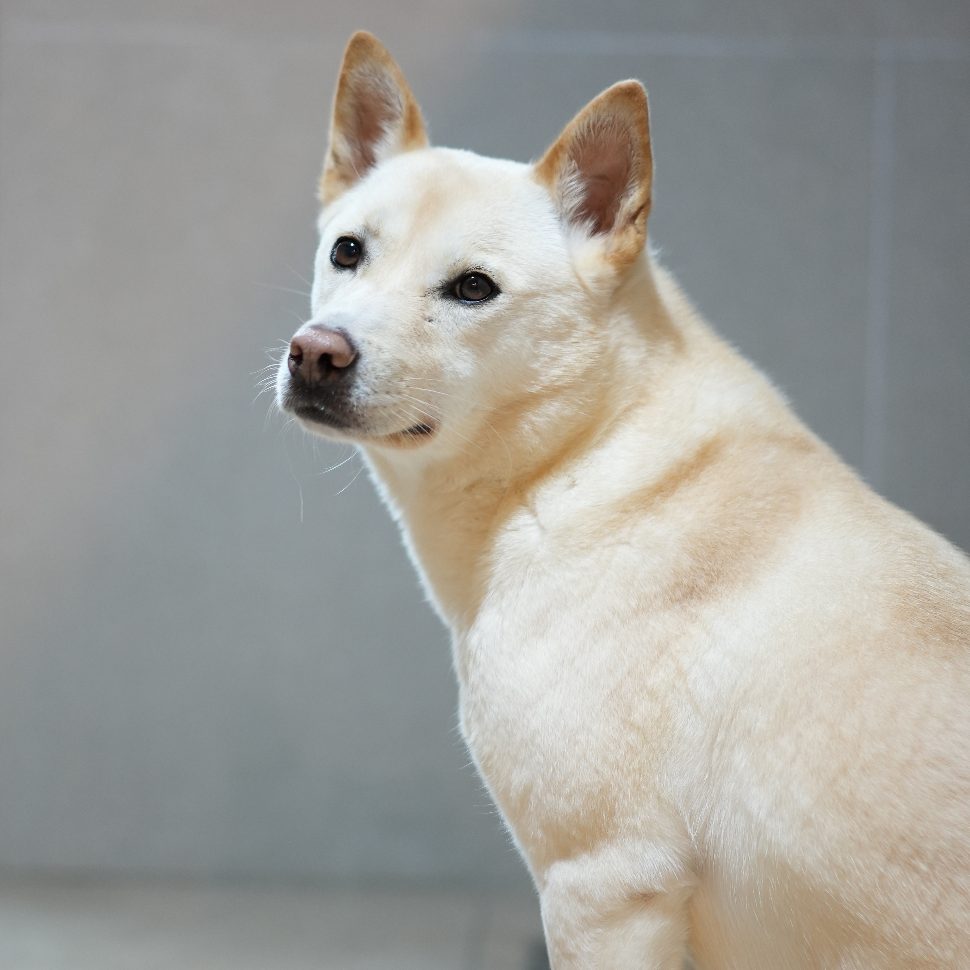 마카