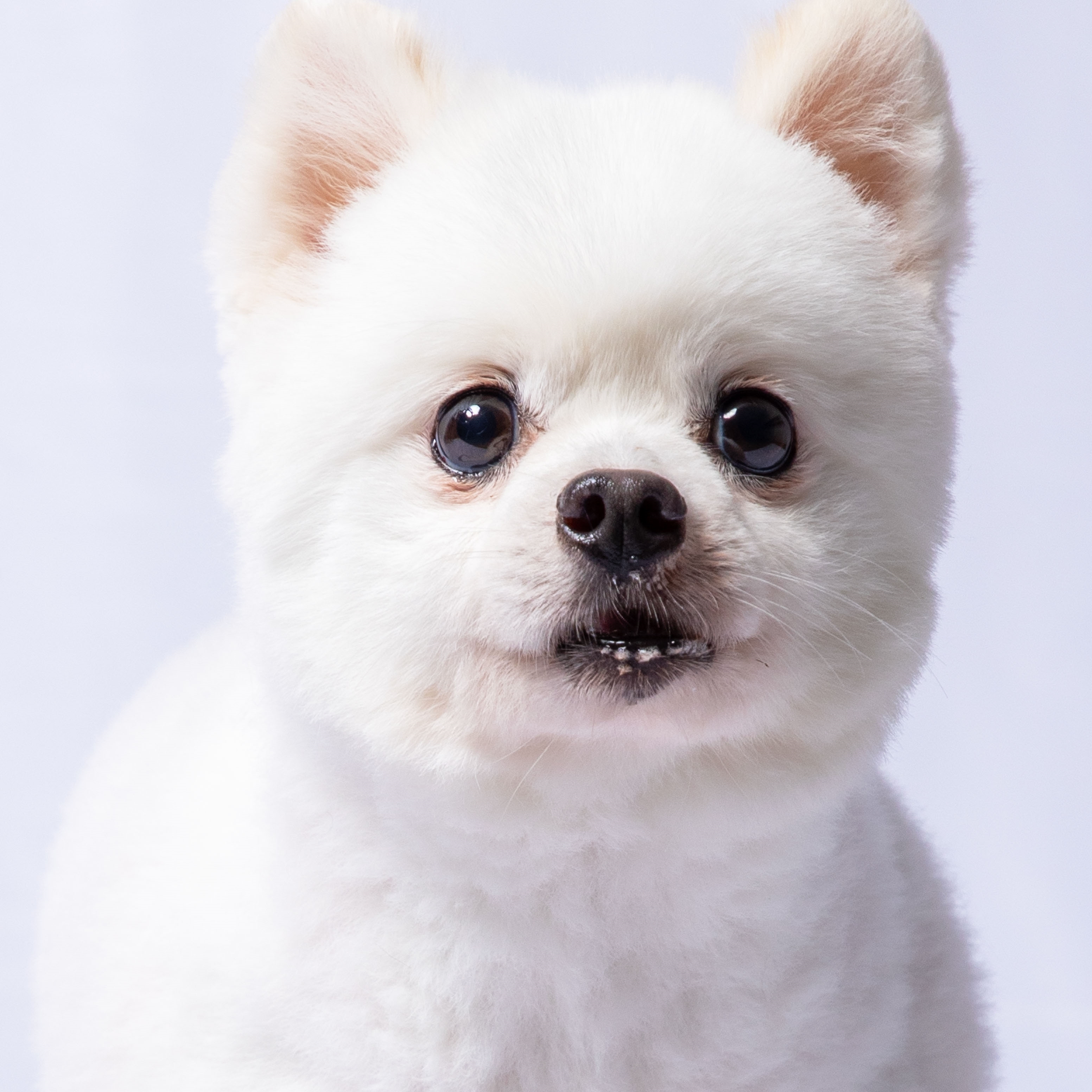 포슬