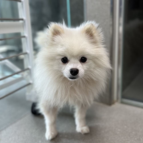 포슬
