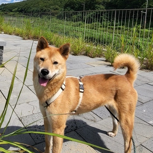 푸키