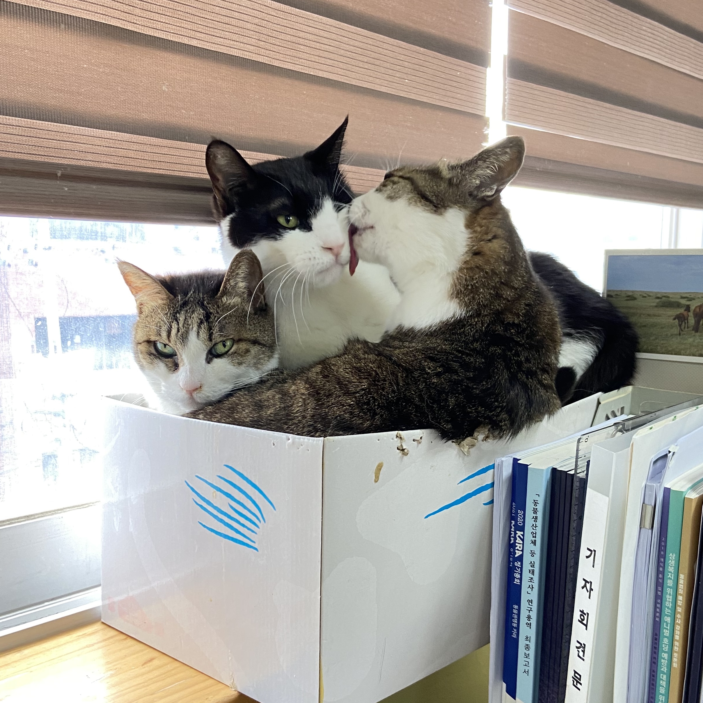 고순이네