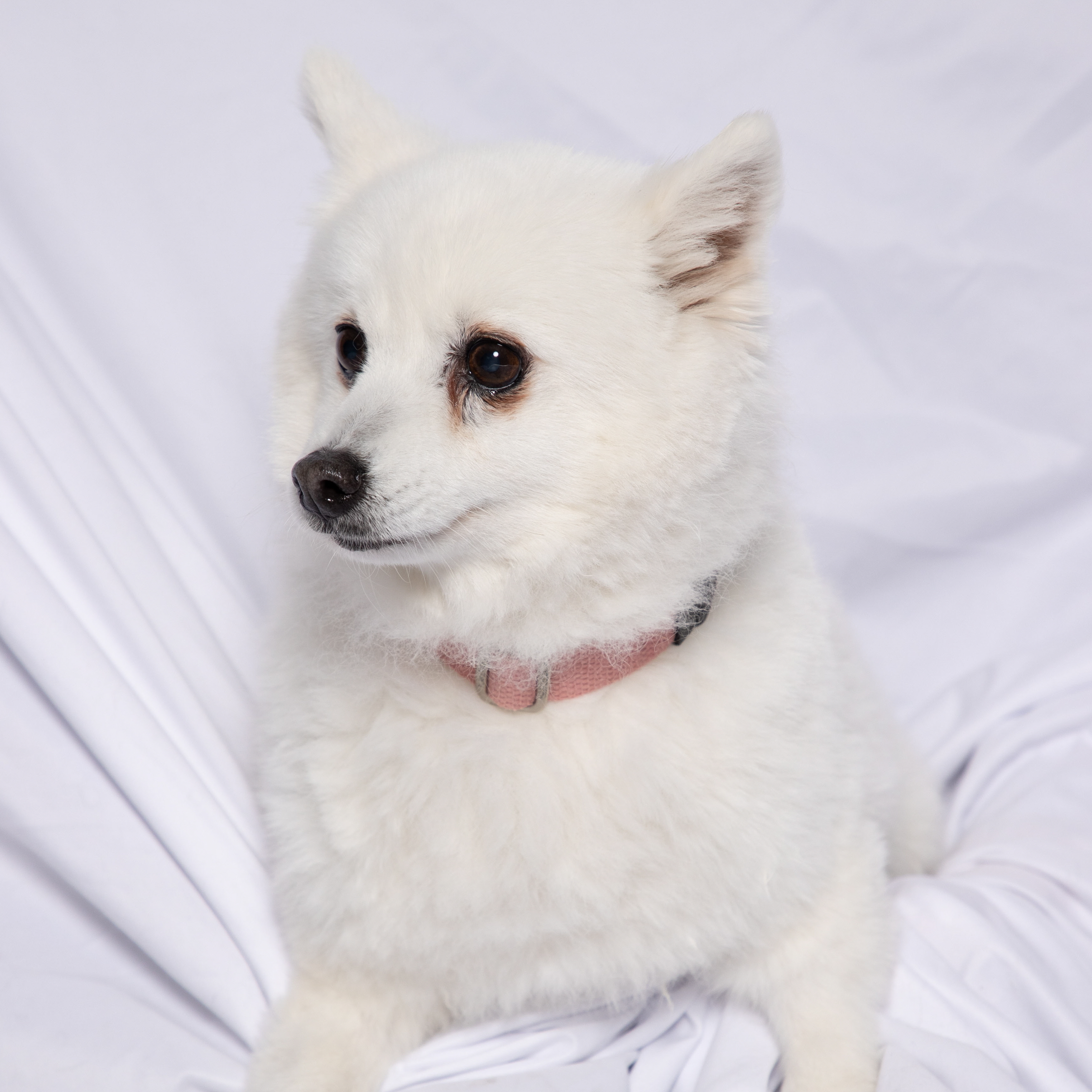 신비
