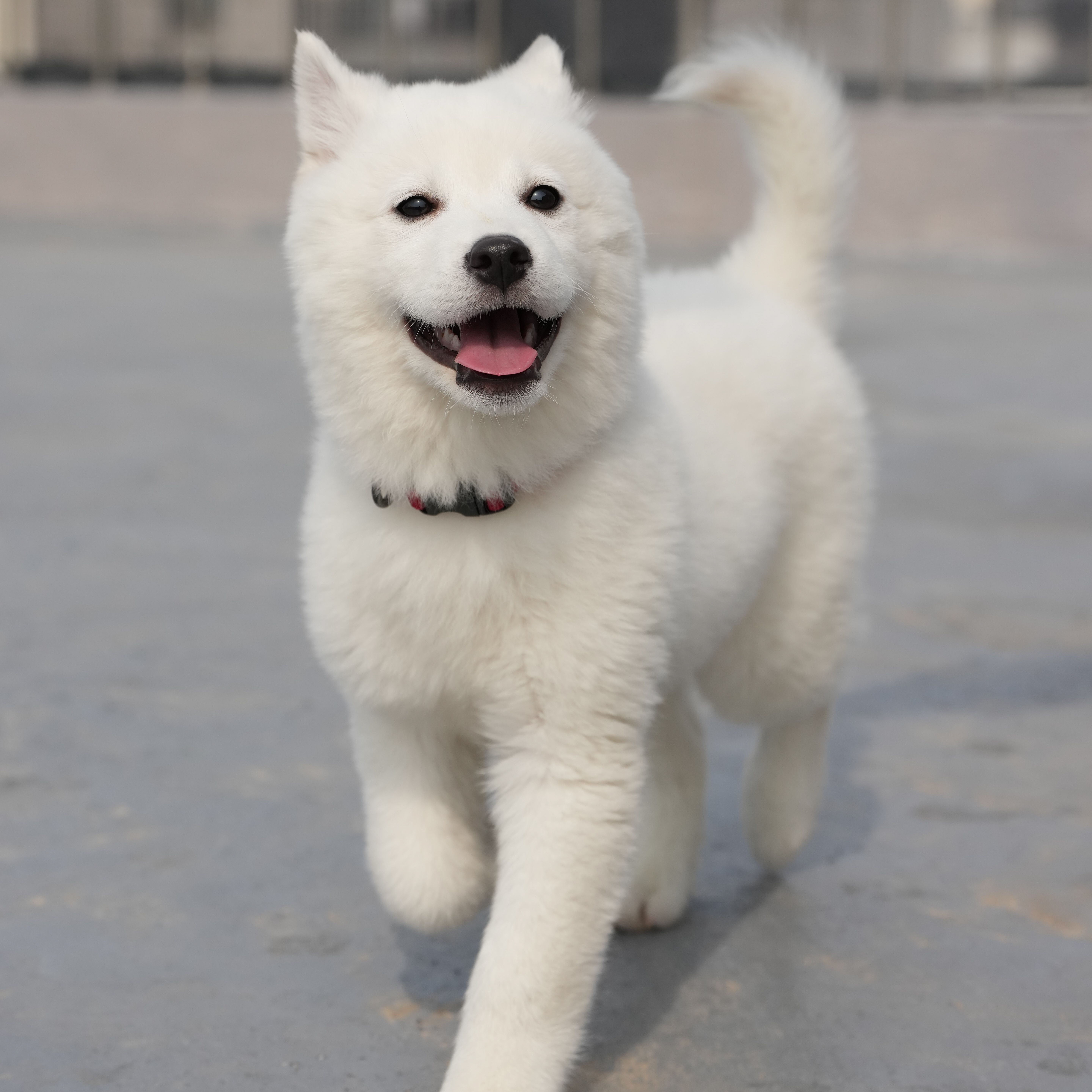 땅이