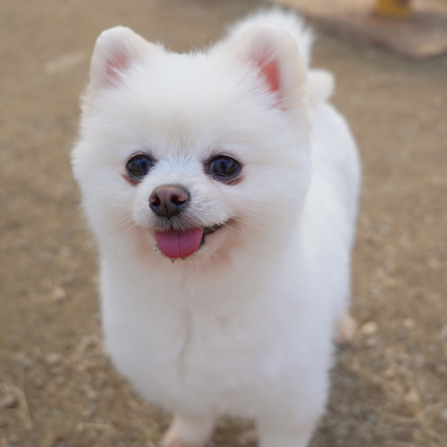 예나