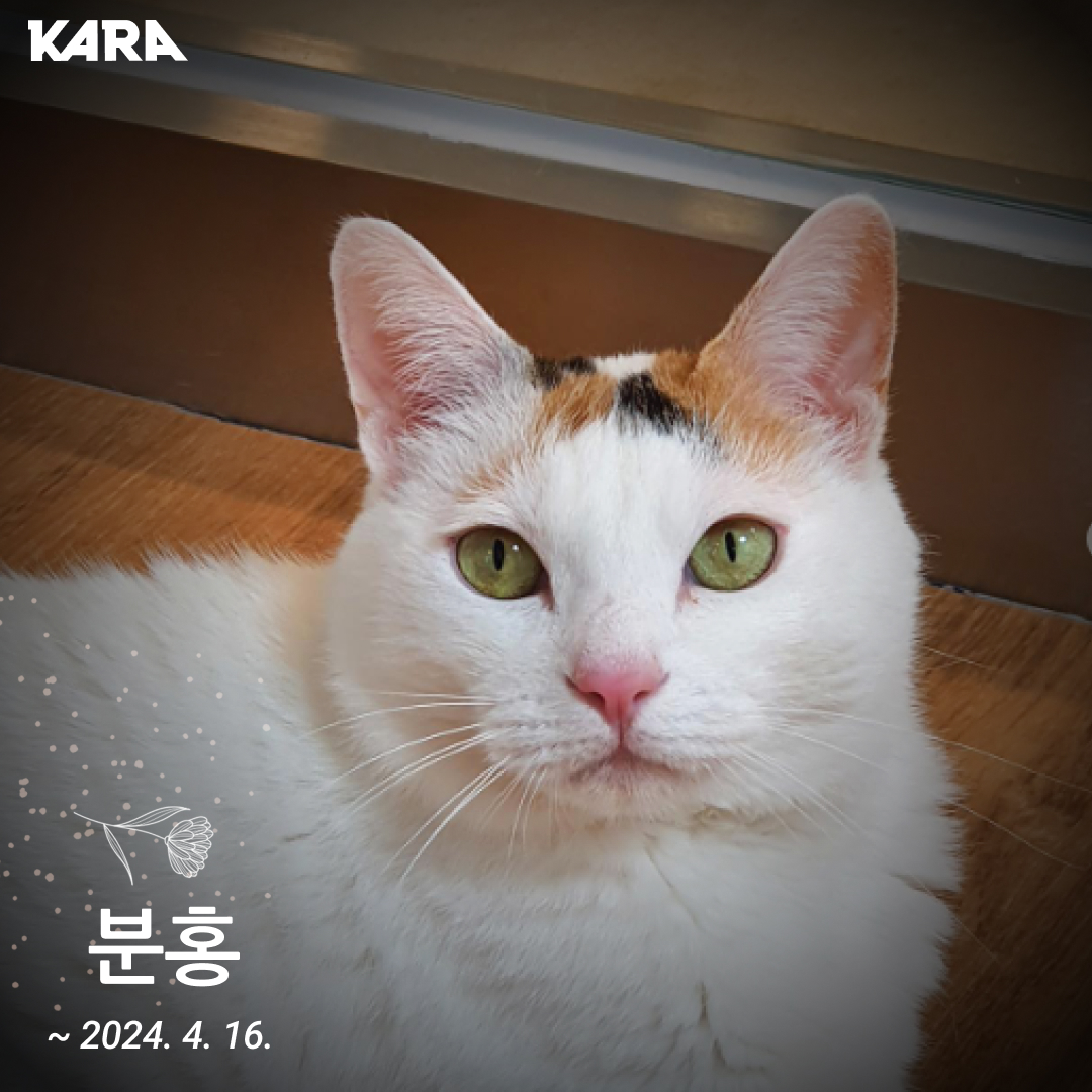 분홍
