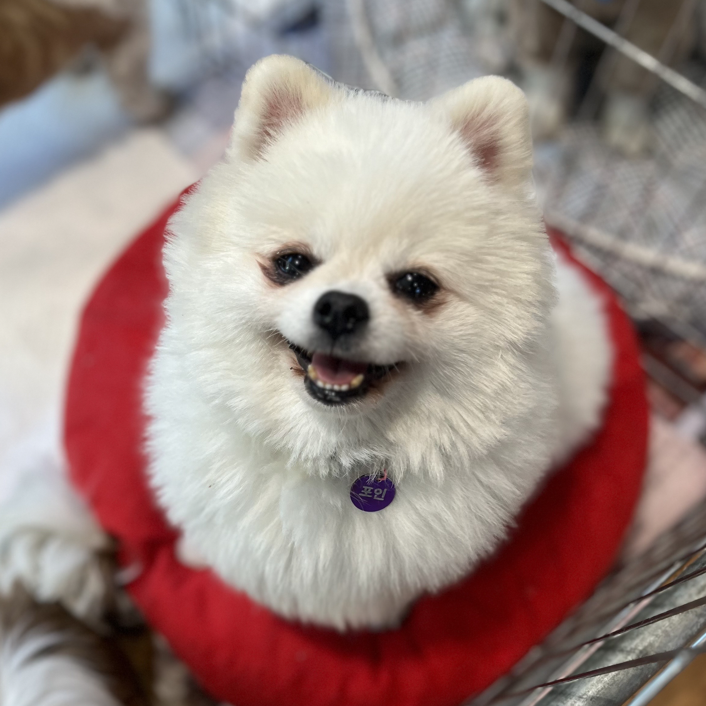 포인