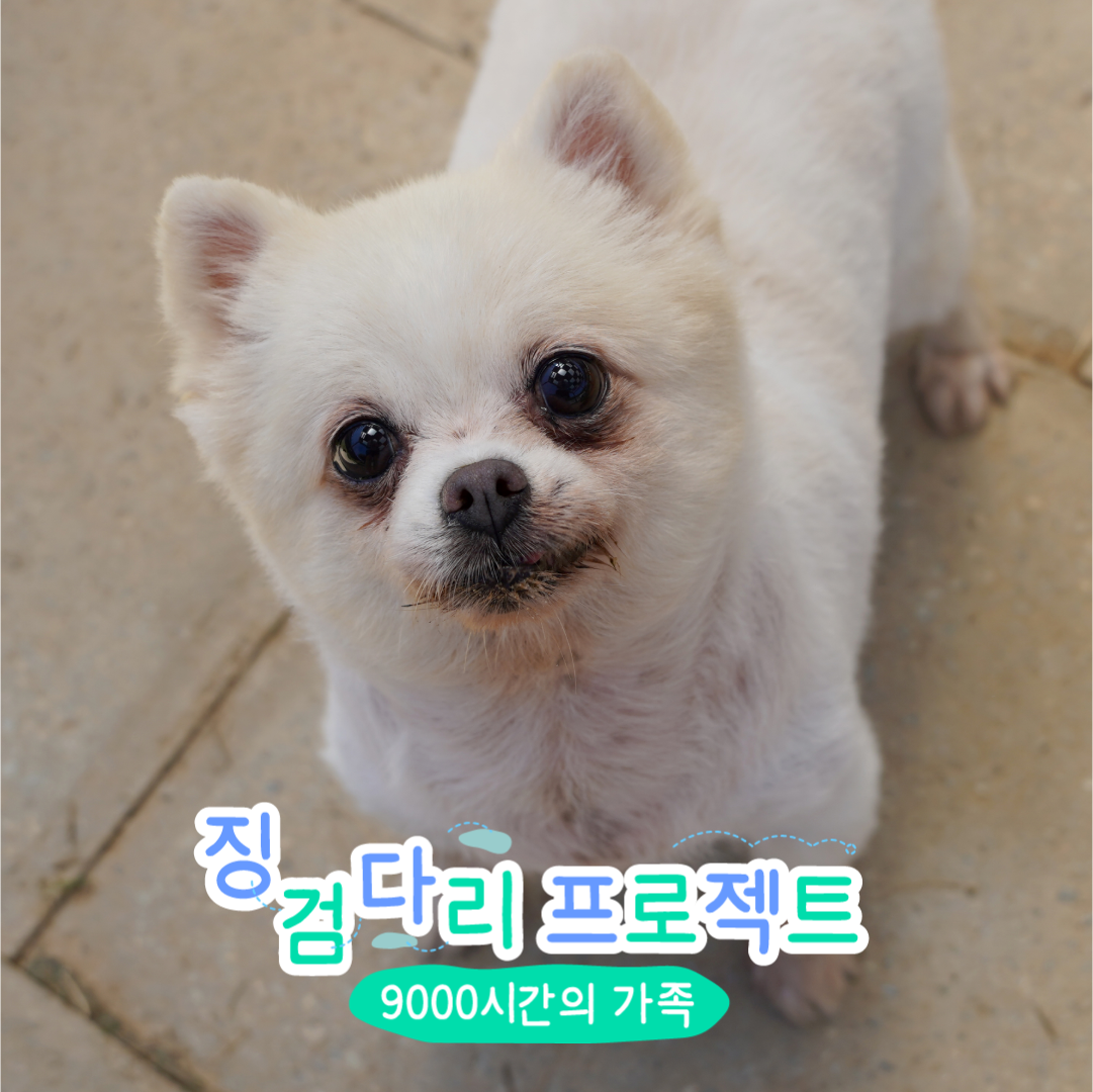 비올라