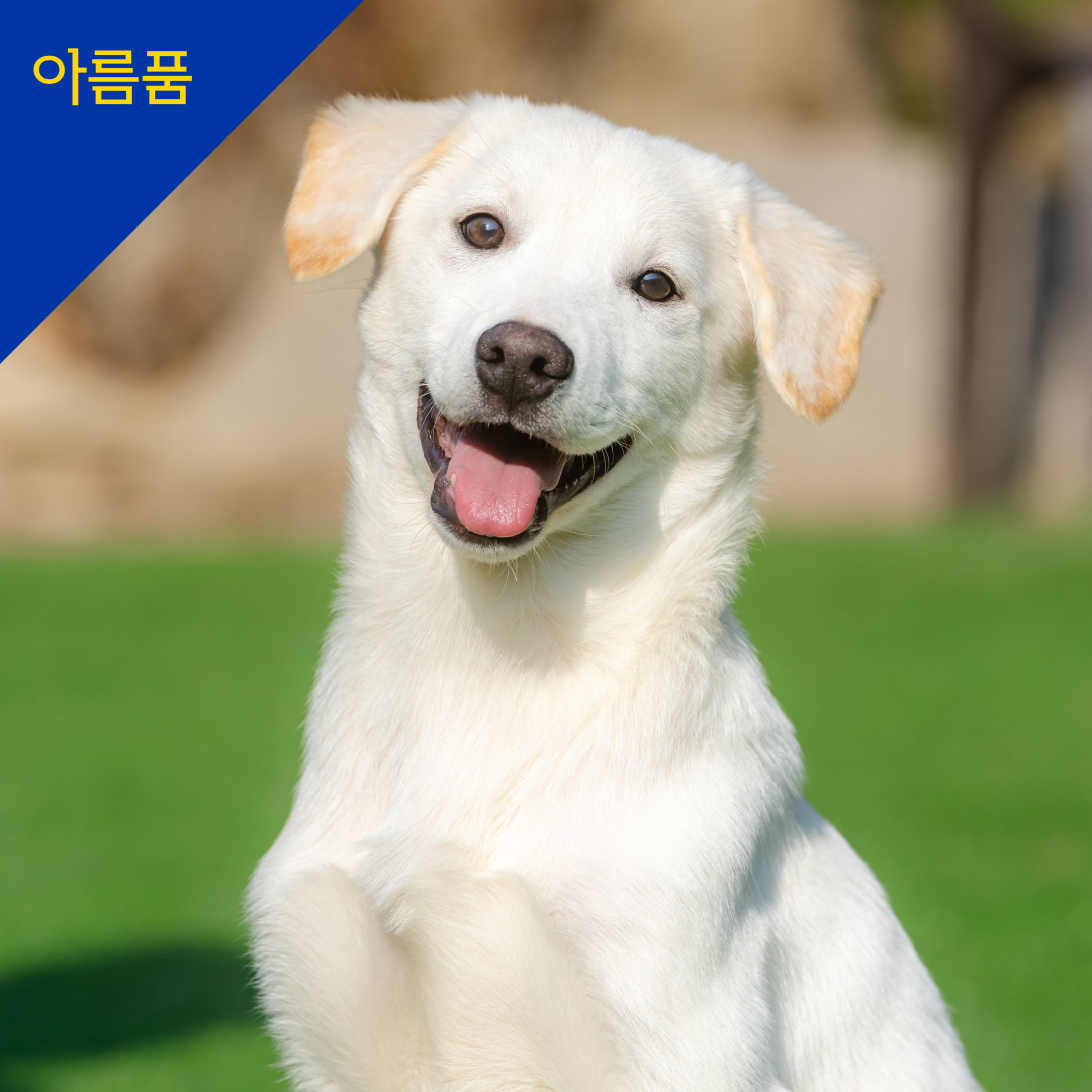치노