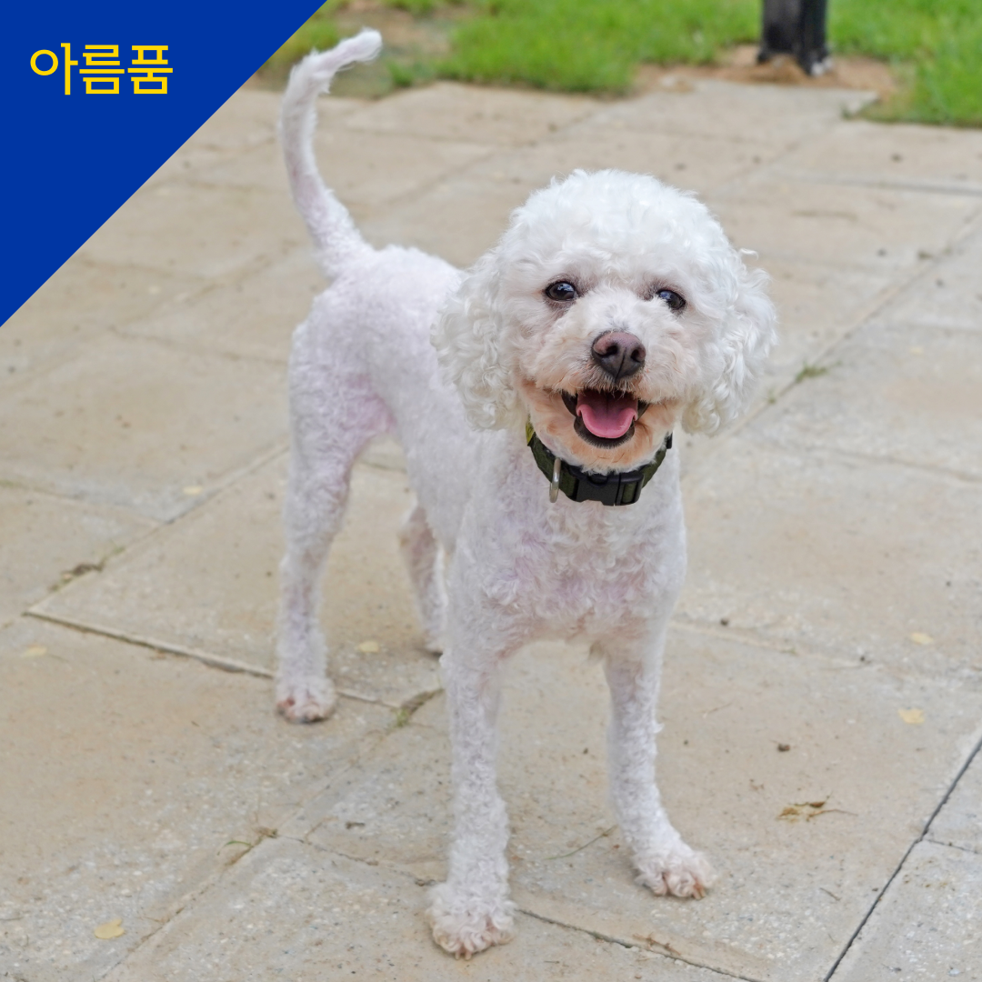 제인