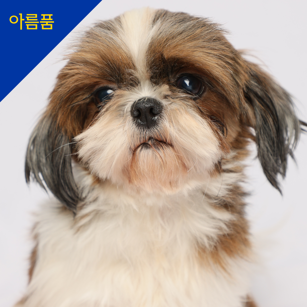 바오
