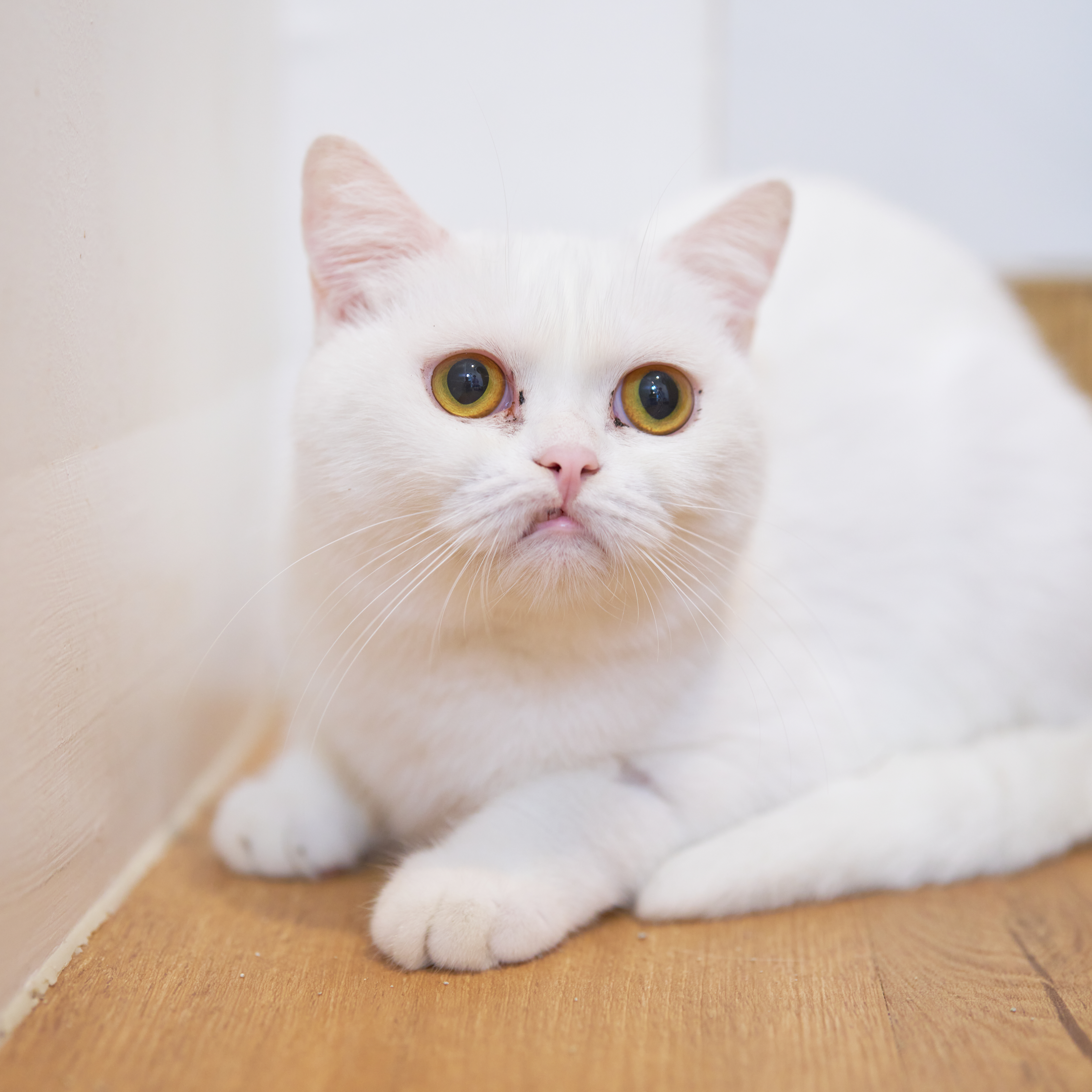 알토