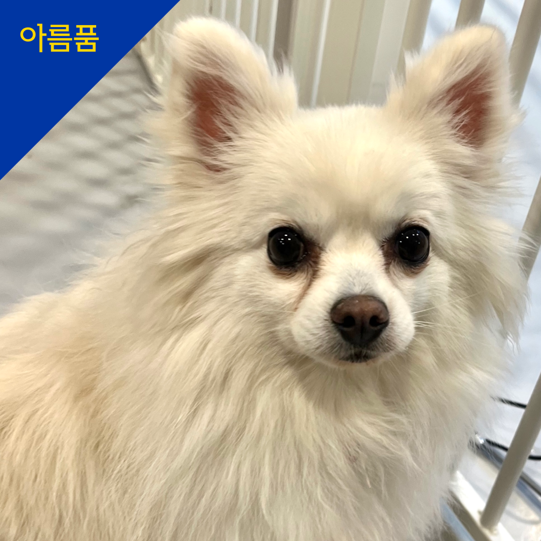 클로버