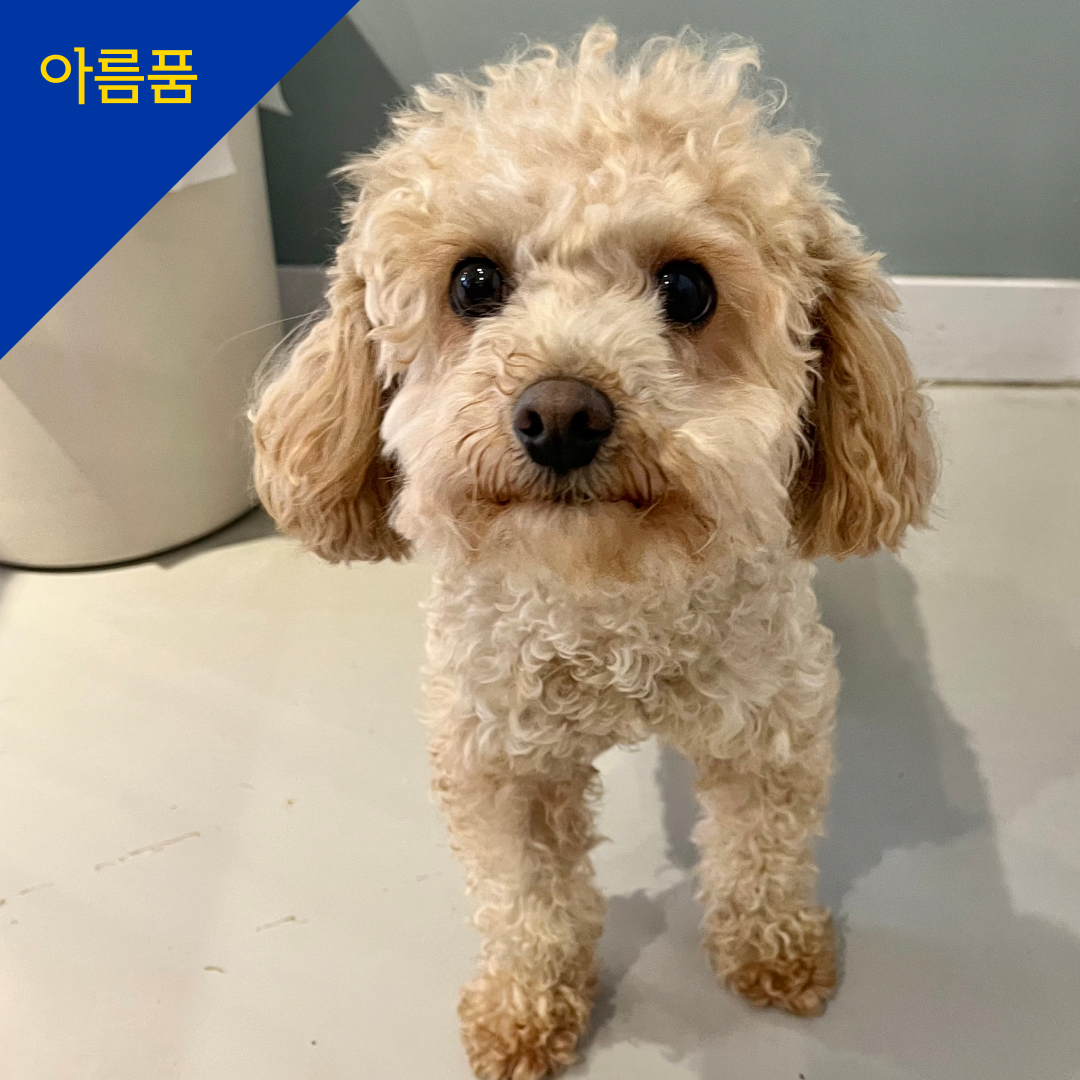 꼼이 