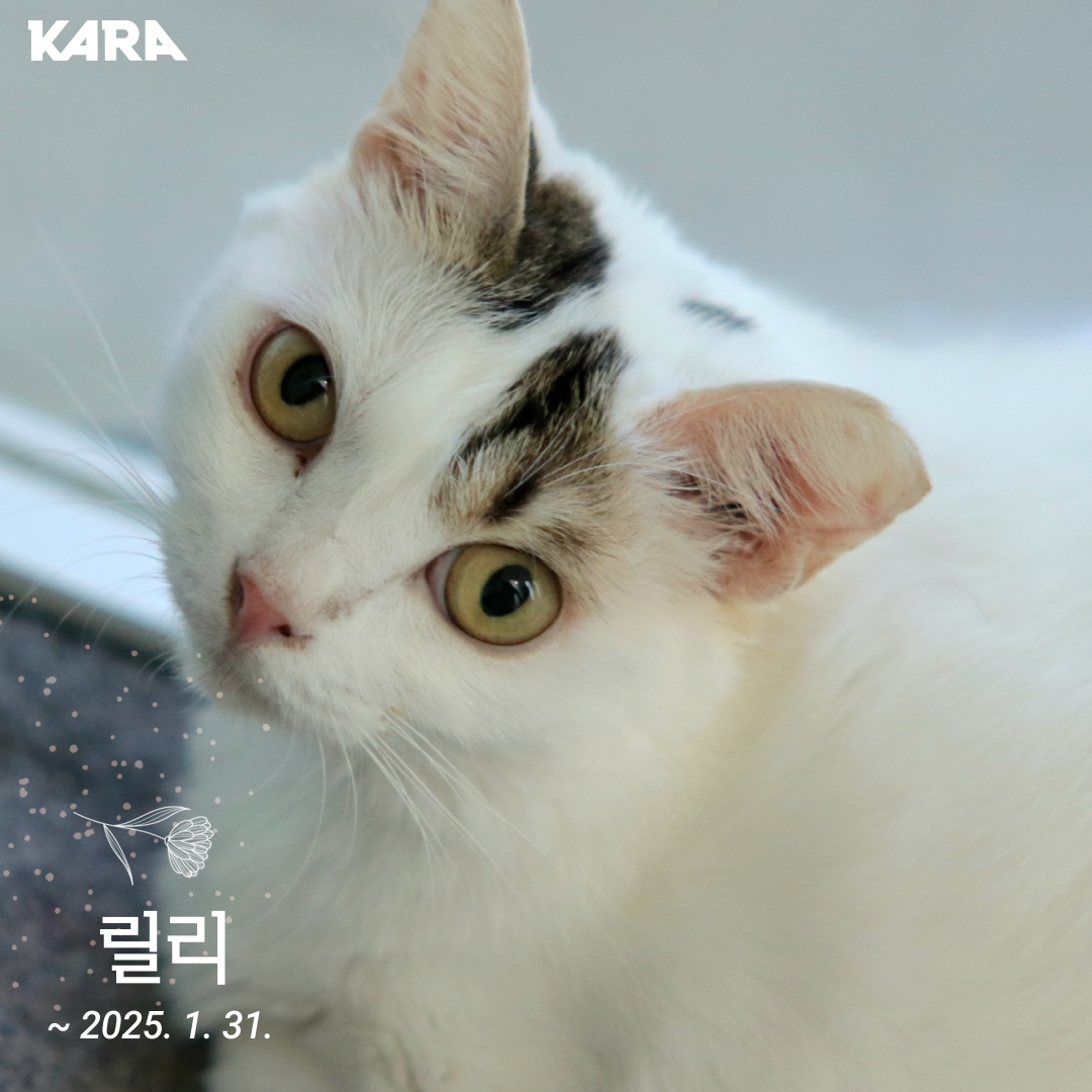 릴리