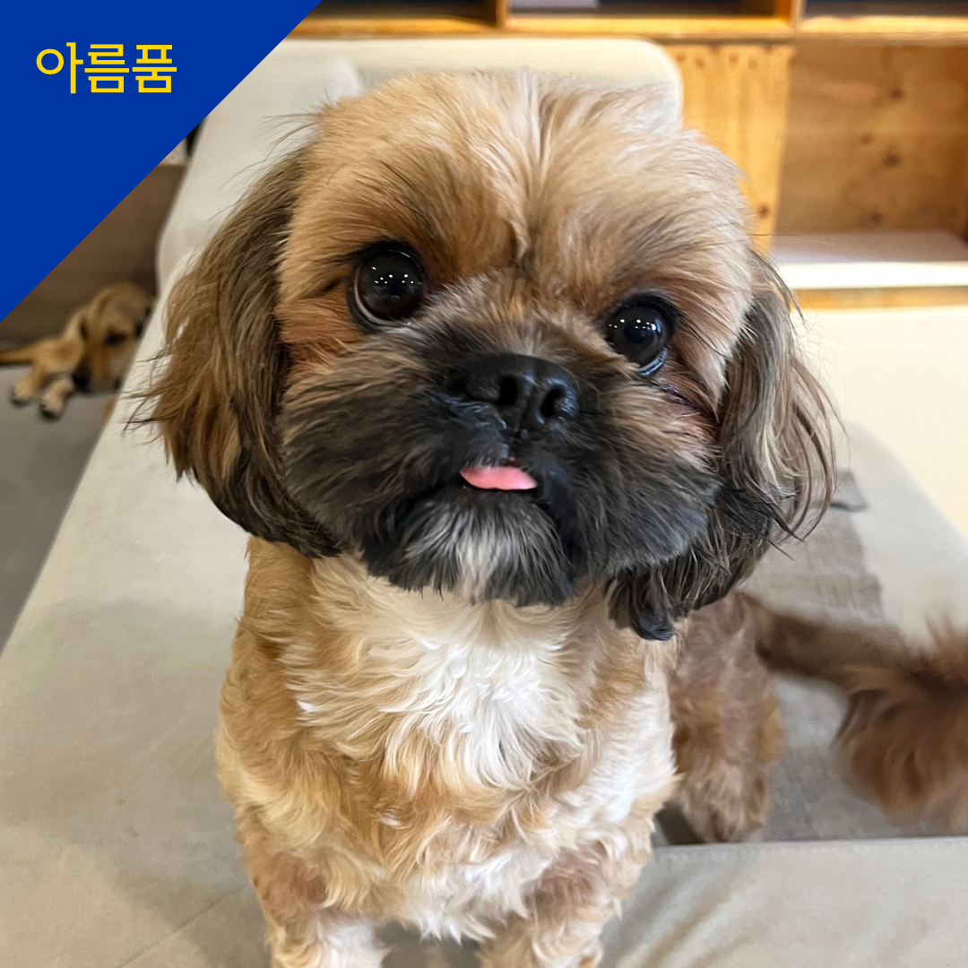 스케르