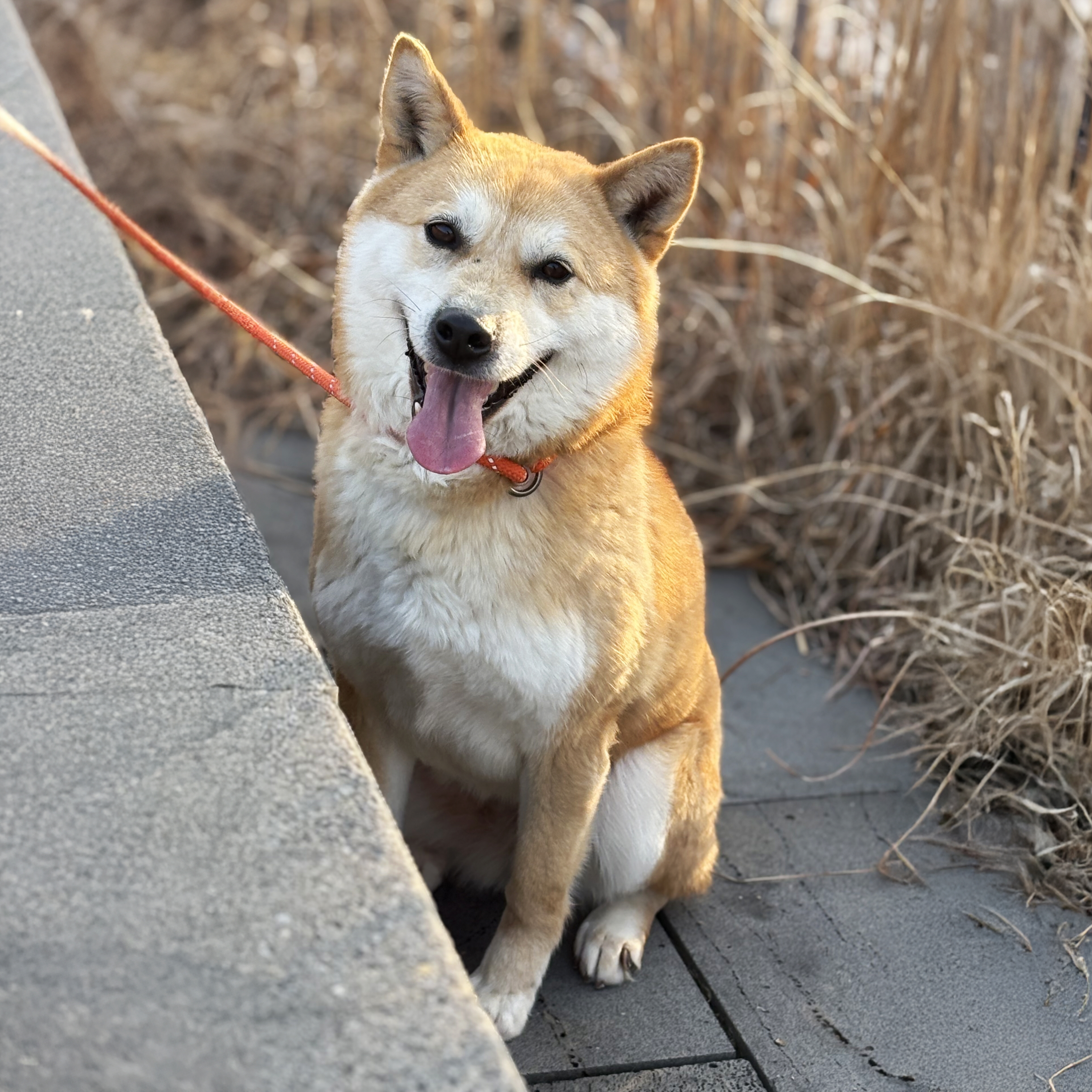 가가