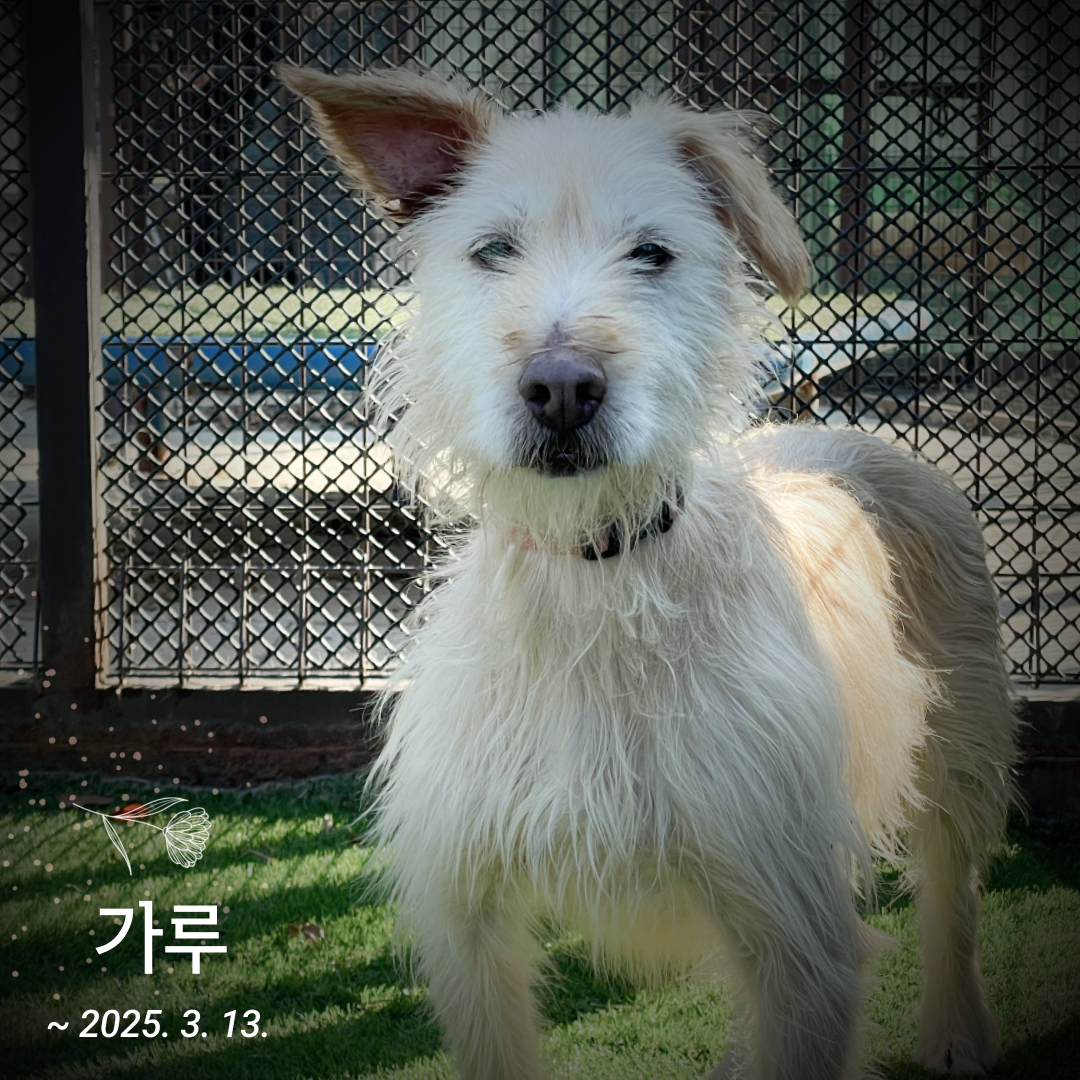 가루