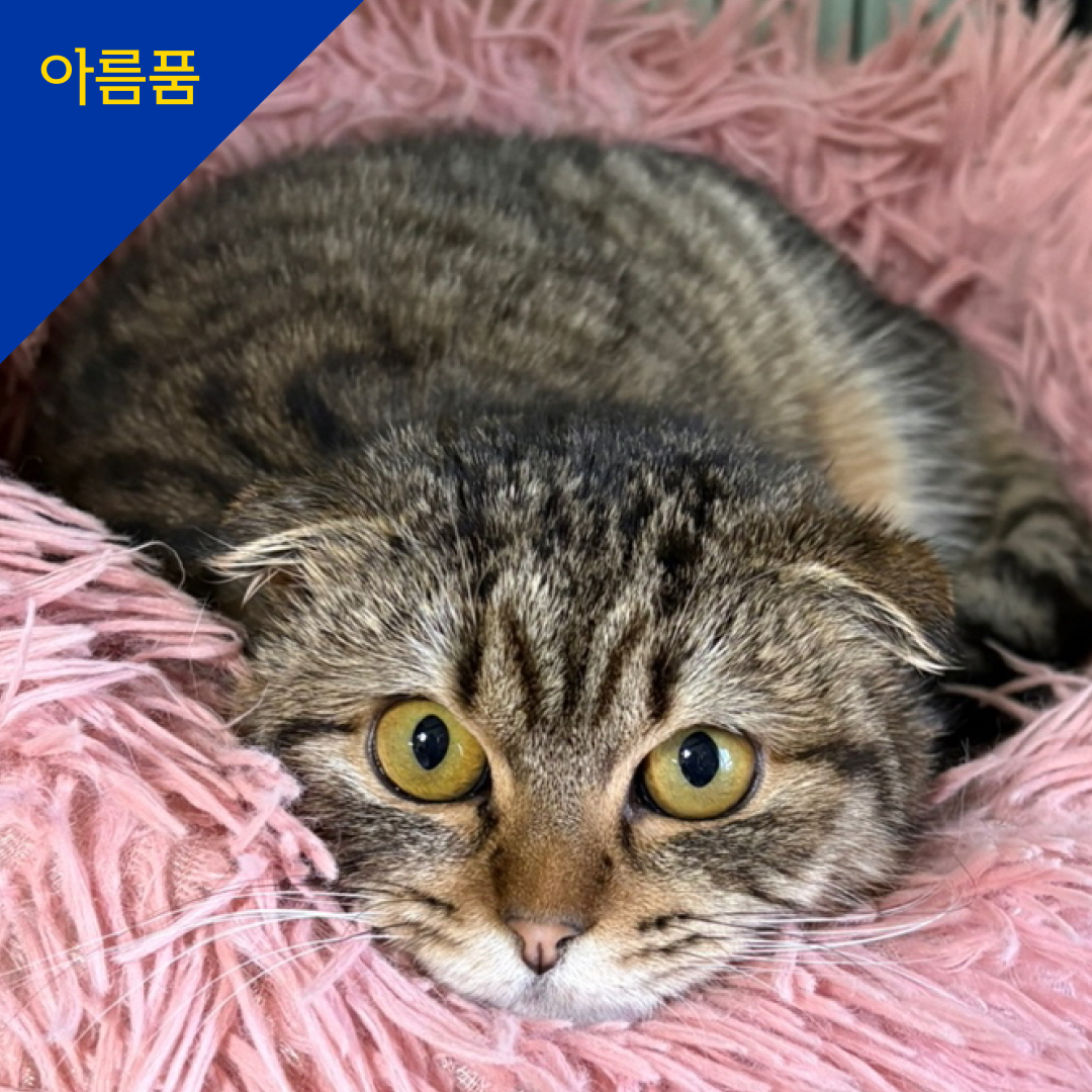 리디아