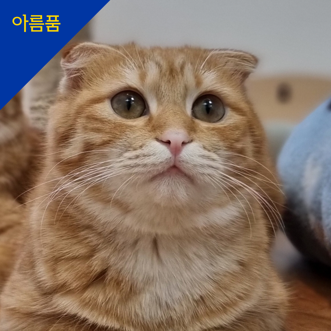 엘리
