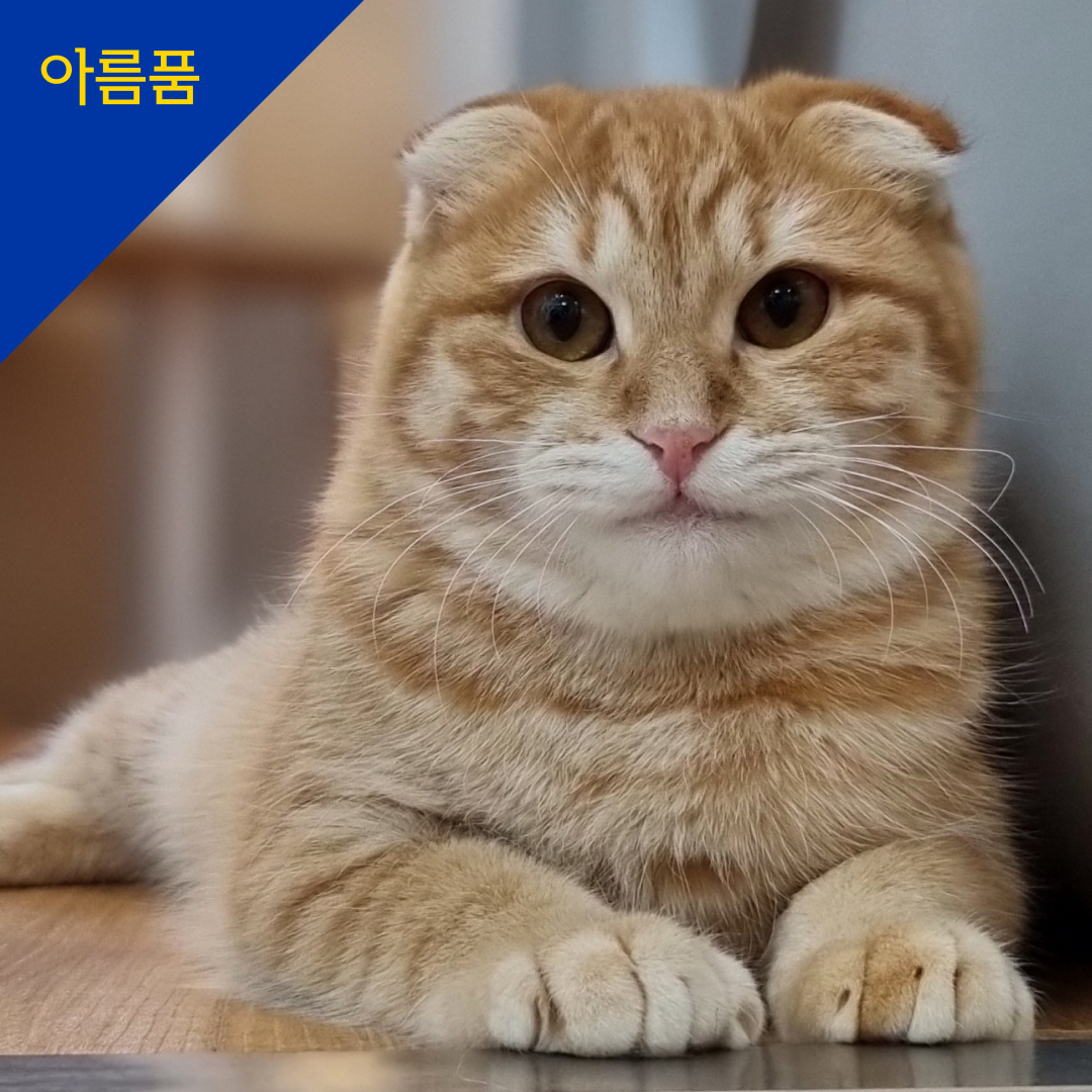 제니