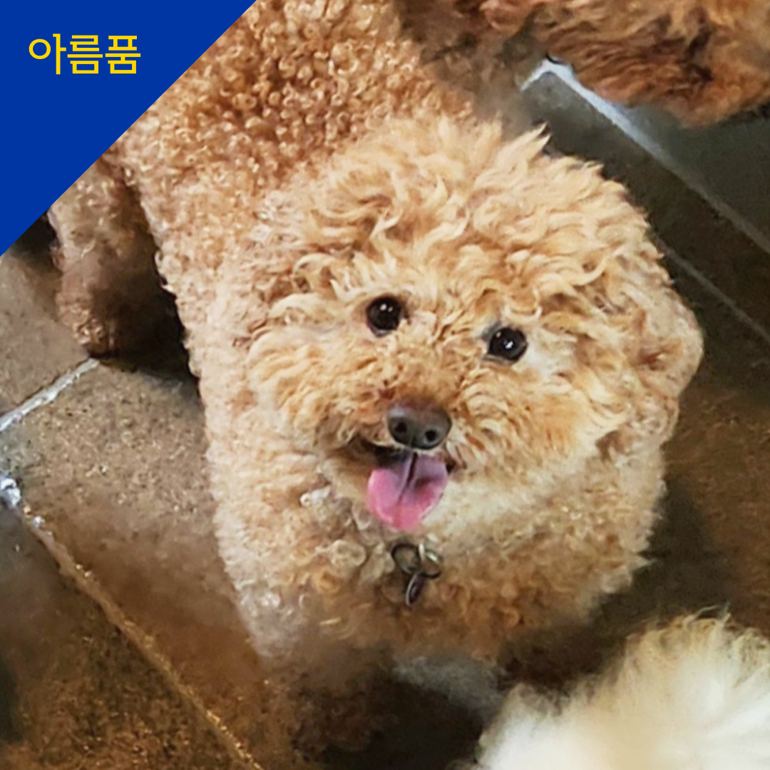 포피