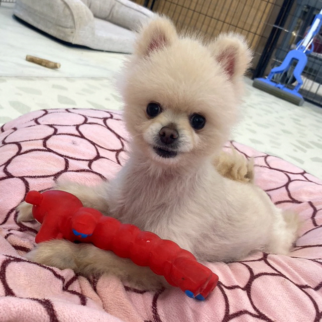 설이