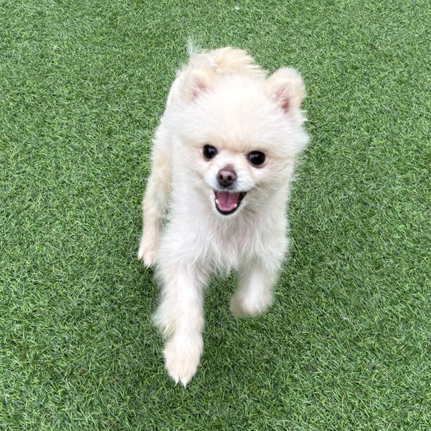 설이