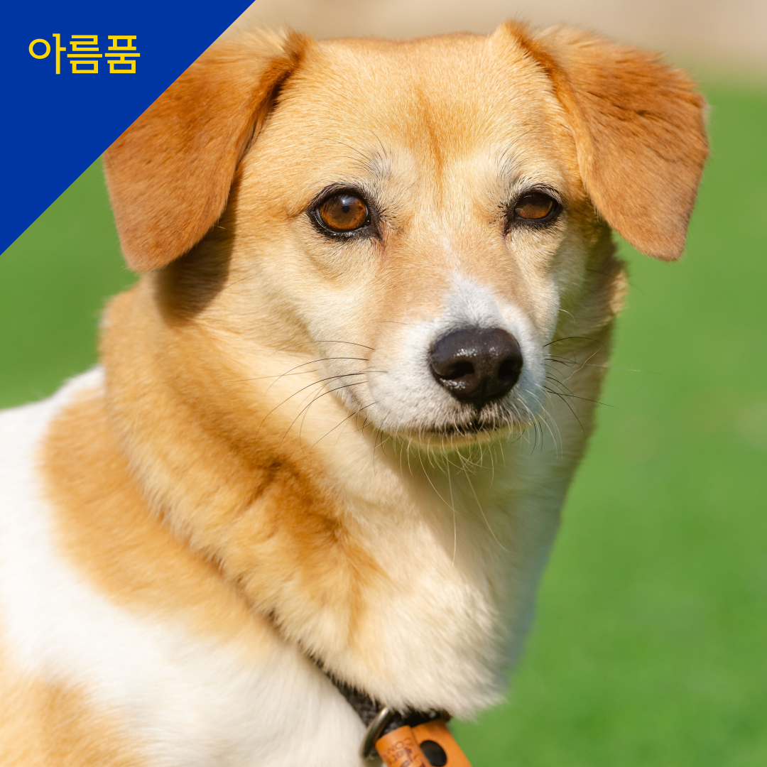 웨지